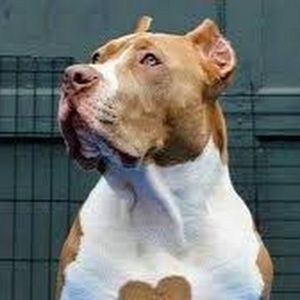 Meet your Posher, Ruby